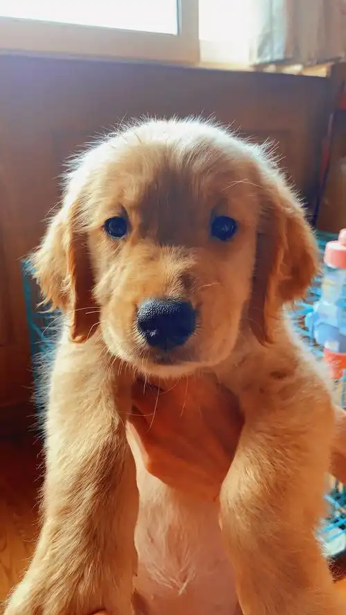 可爱的金毛小奶狗