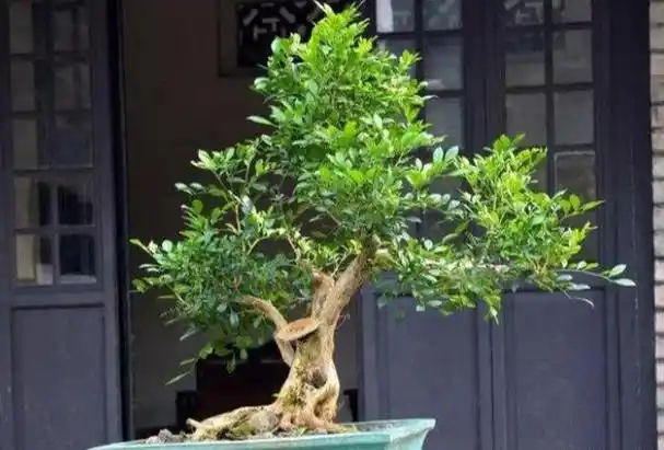 盆栽"七里香",只需2个小秘诀,不黄叶,开花旺,比兰花还香