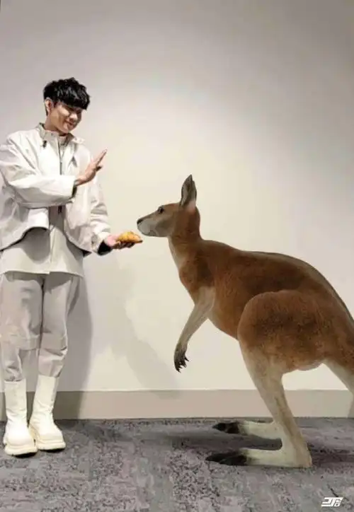 林俊杰##林俊杰演唱会