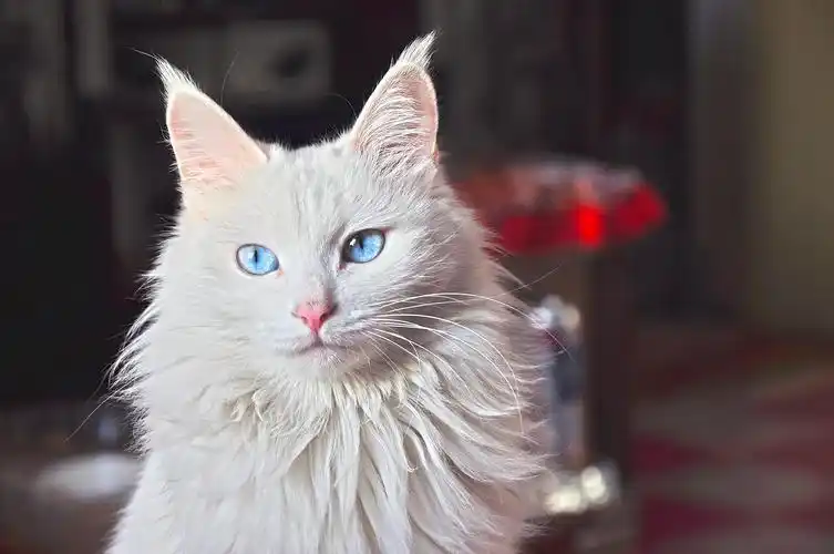 2020年最受欢迎的10种猫,你家毛孩子在榜上吗