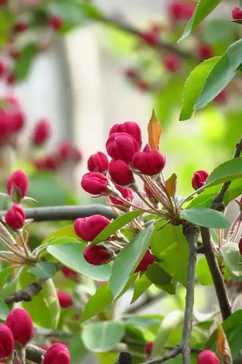 海棠花绚丽绽放 20180405王克勤摄于北京元大都城垣遗址公园