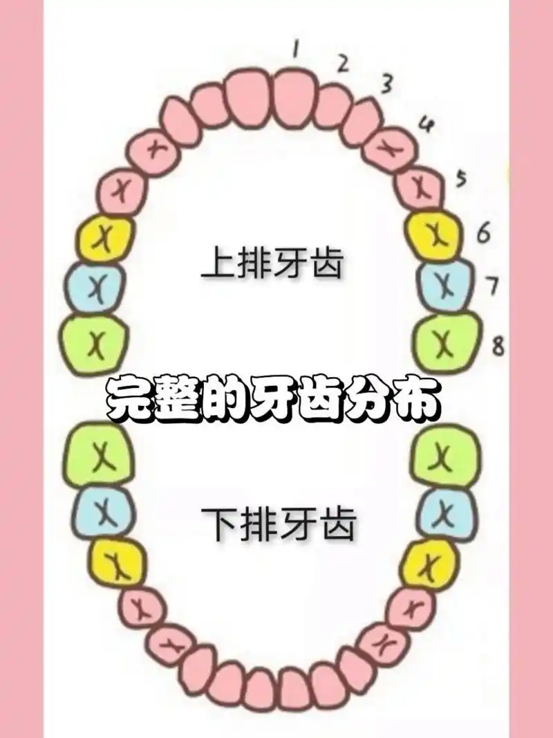 9393六龄齿的位置,是在第三张图标记数字6的位置.