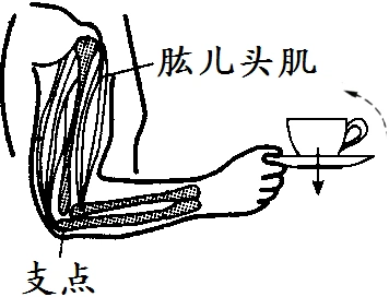 物理上学期第一次月考试题答案 1,杠杆在生产生活中有着广泛的应用