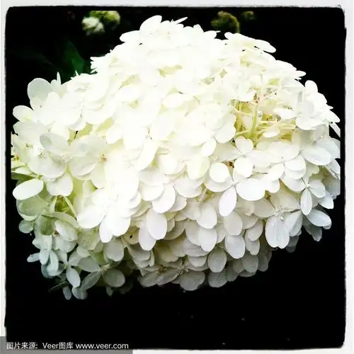 白色绣球花