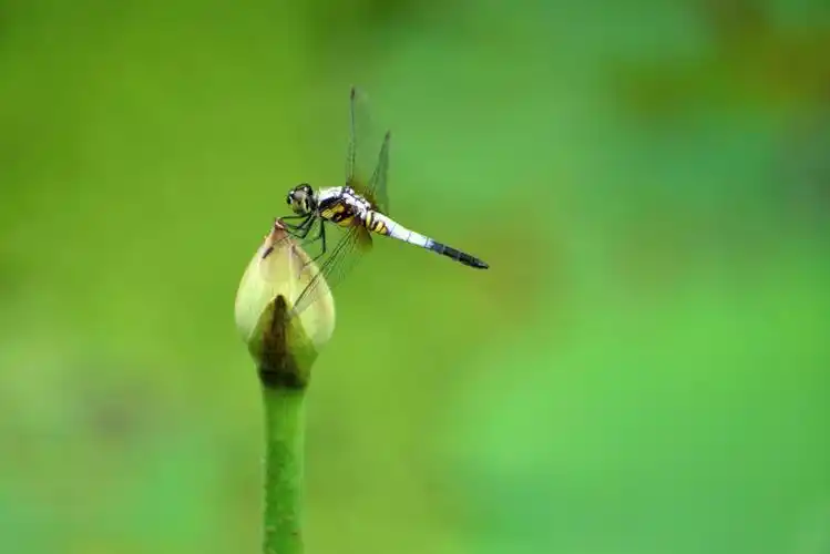 蜻蜓荷花