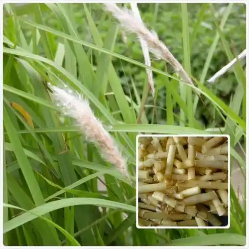 每天学习一味中药——白茅根