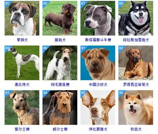 狗狗品种大全图片名字178种美国akc认证的狗狗