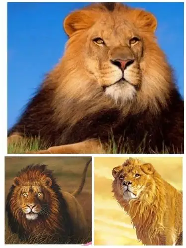 狮子的各种发型——新希望幼儿园中班美工活动