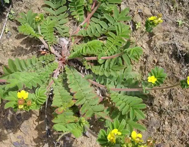 翻白草有哪些作用翻白草价格是多少