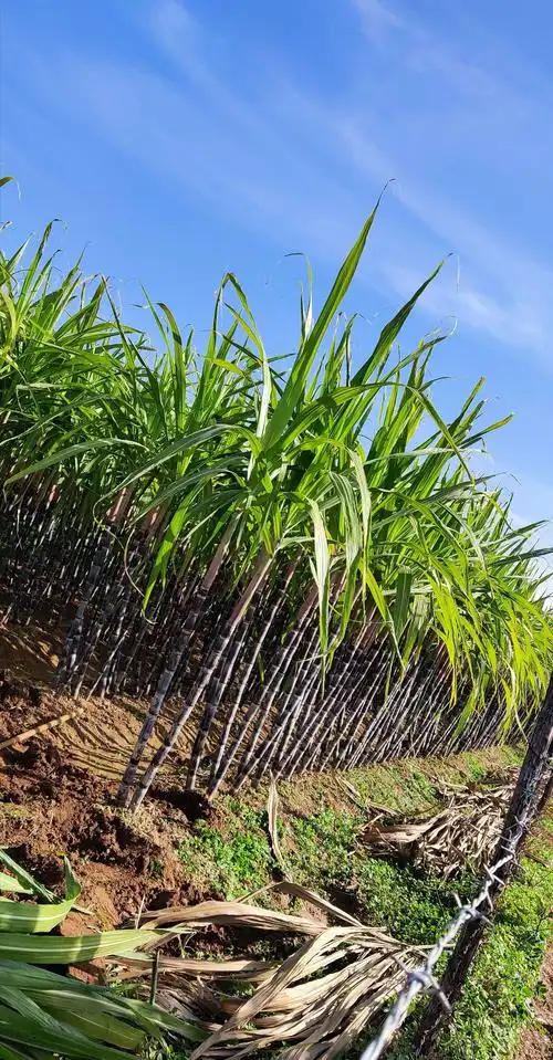 亲近大自然,走进甘蔗园!