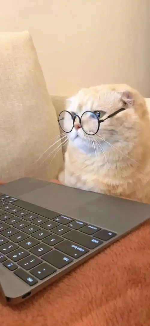 猫咪看电脑|lofter(乐乎) - 让兴趣,更有趣