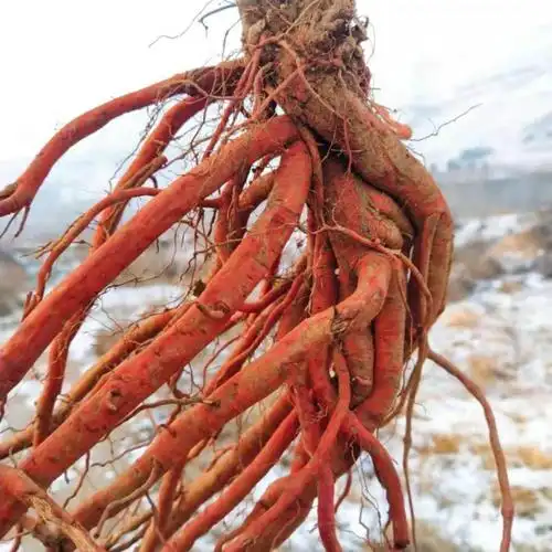 现挖新鲜野生丹参条整棵中药材紫丹参血参根丹参1斤装 2斤鲜丹参