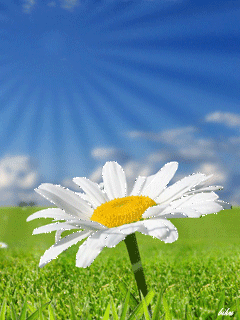 【转载】精美的gif闪动花辑