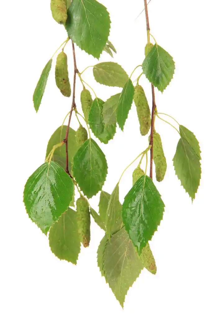 绿色桦木叶上孤立的白