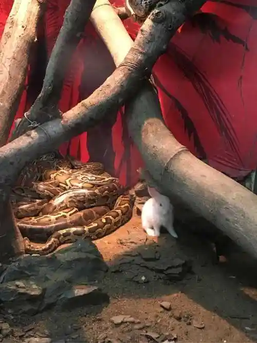 前几天动物园里拍的照片(;Д`)