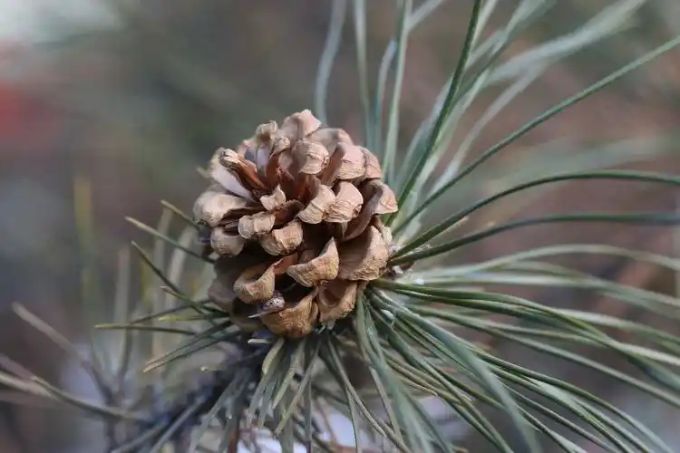 松树的果实