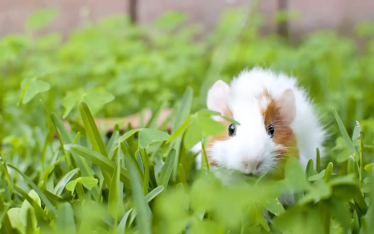 超可爱萌宠荷兰猪电脑桌面壁纸下载1