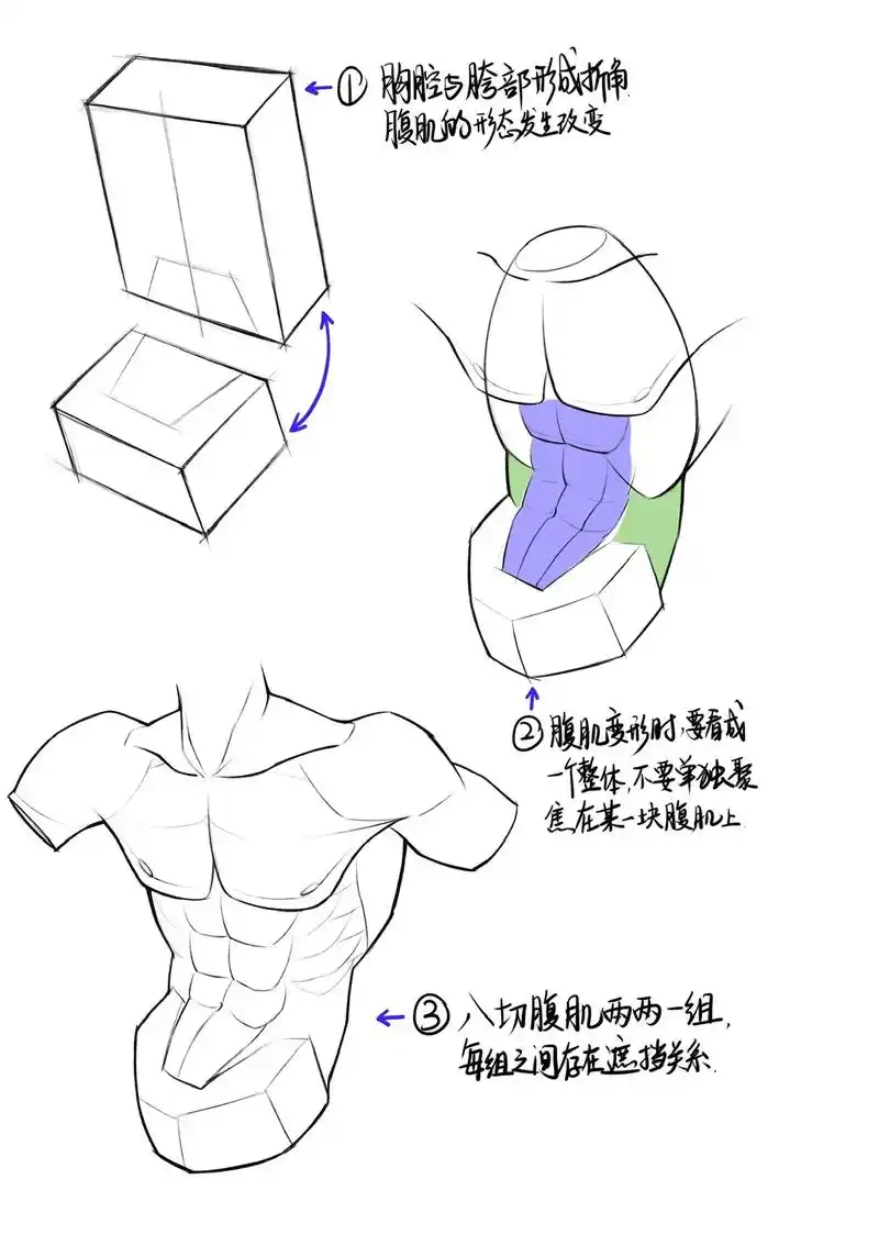 如何画出好看的腹肌.八块腹肌,两两一组,共四组,每组腹肌的大 - 抖音