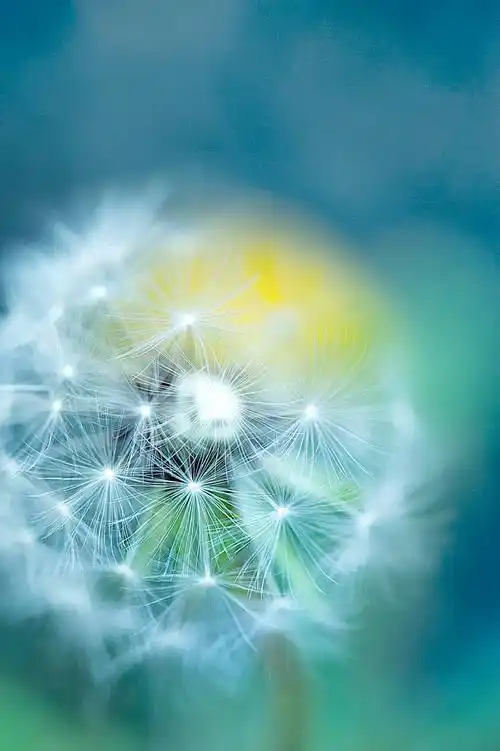 蒲公英图片大全大图(蒲公英泡水喝有什么作用和功效)