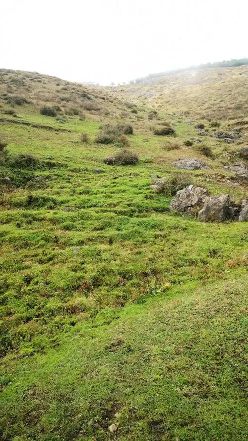 大山包上的高原草甸