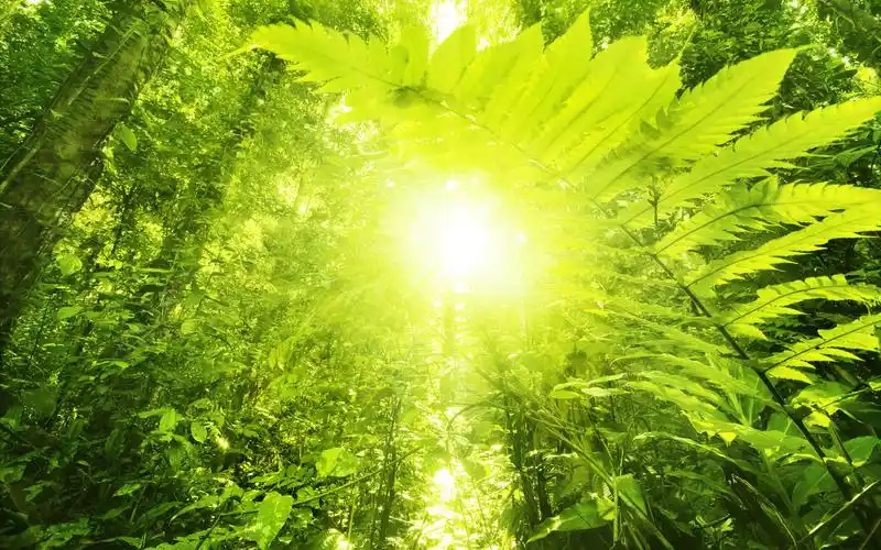 壁纸,清新养眼的绿色植物热带雨林风景图片,感受大自然最独特的光影