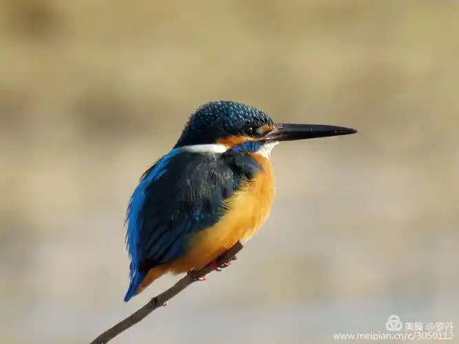 我的美篇(220)— 漂亮翠鸟