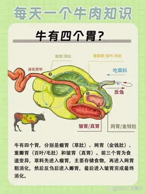不会真的有人不知道牛有四个胃吧6315 11566瘤胃:主要储存