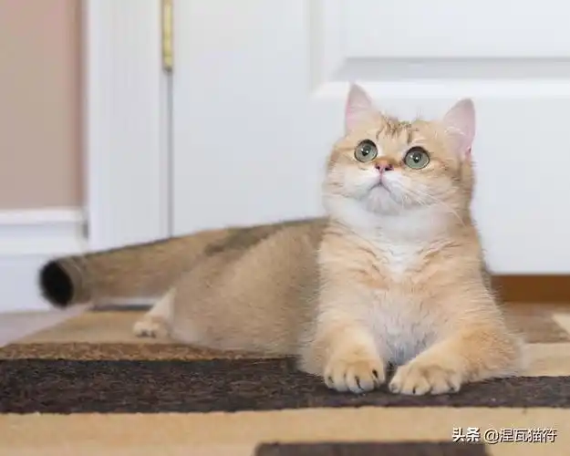 英短金渐层多少钱(英国短毛猫丨金渐层) - 价格百科