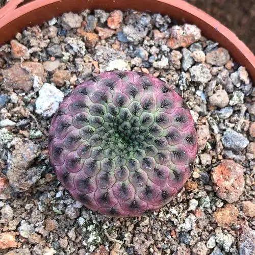 仙人紫丽丸多植物紫色球自根彩色球不扎手花卉多肉植物