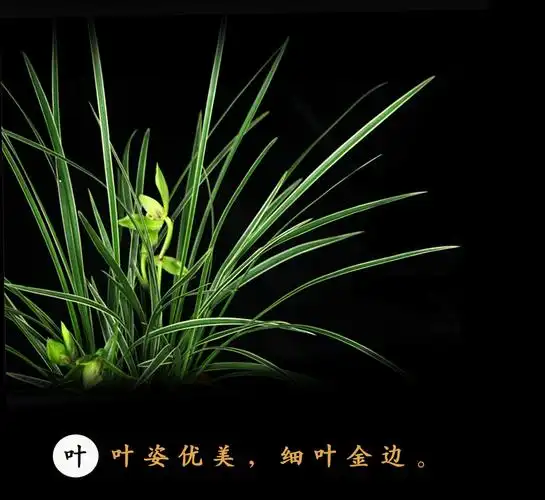 金边线艺兰花苗带花苞浓香春兰皎月兰草花卉室内四季兰盆栽包邮_5折