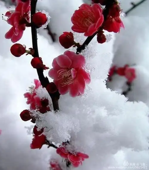 梅花香自苦寒来,铮铮铁骨傲雪开～致敬战斗在抗疫一线的热血英雄们!