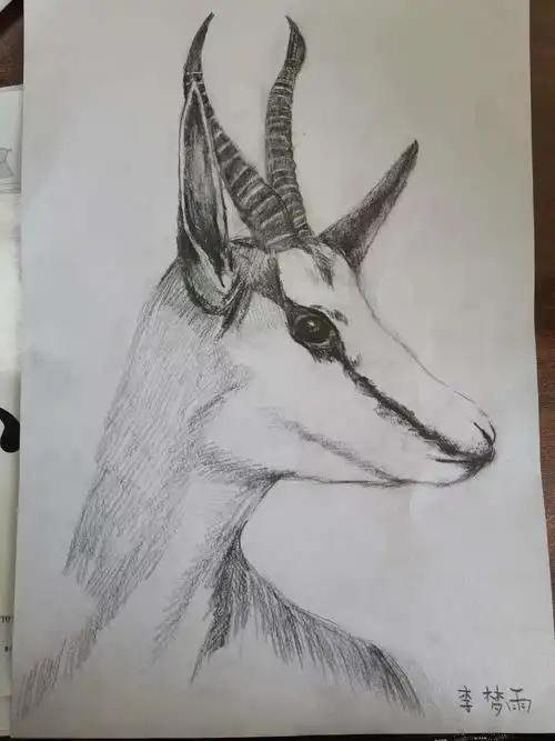 这是我画的藏羚羊,有没有惊艳到大家呢?