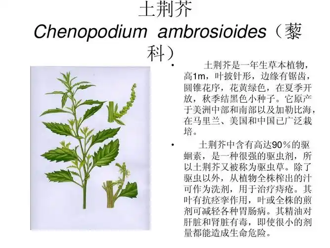 芳香植物资源5ppt