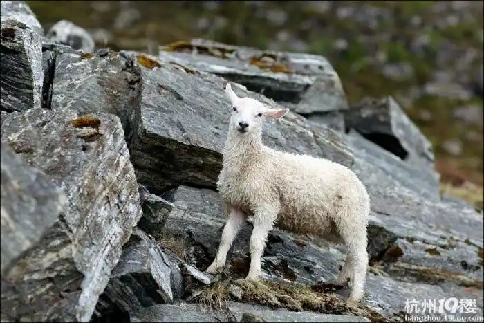 一只小羊失足掉入海里两挪威小伙奋力救起