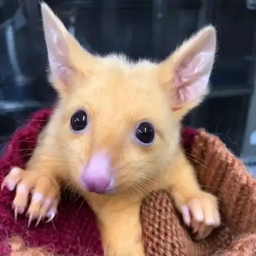 【万象】澳洲惊现"野生""皮卡丘"!已萌化万千网友的心!速来围观!