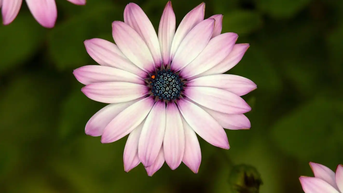 精选高清植物花卉绿色护眼风景图片桌面壁纸下载