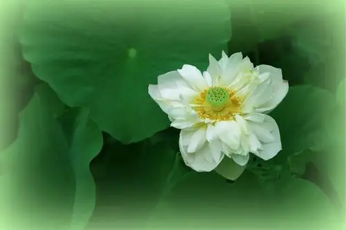 至高纯洁的白荷花