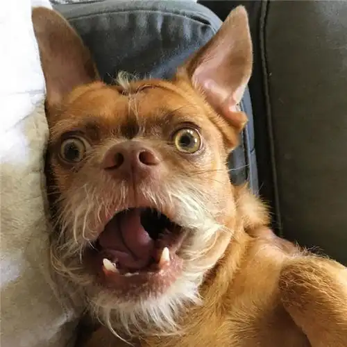 一只白胡子狗狗能做出成千上万种表情让你笑的合不拢嘴