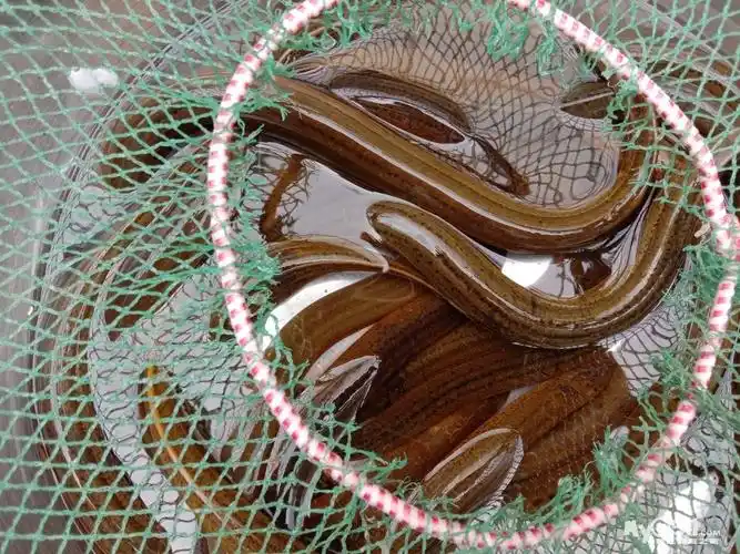 野生长鱼 - 闲置转让 - 梦溪论坛 镇江,时事,招聘