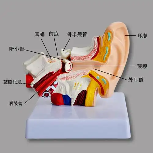 模型教学天艺耳朵人耳解剖型采耳鼻喉科展示内耳耳勺