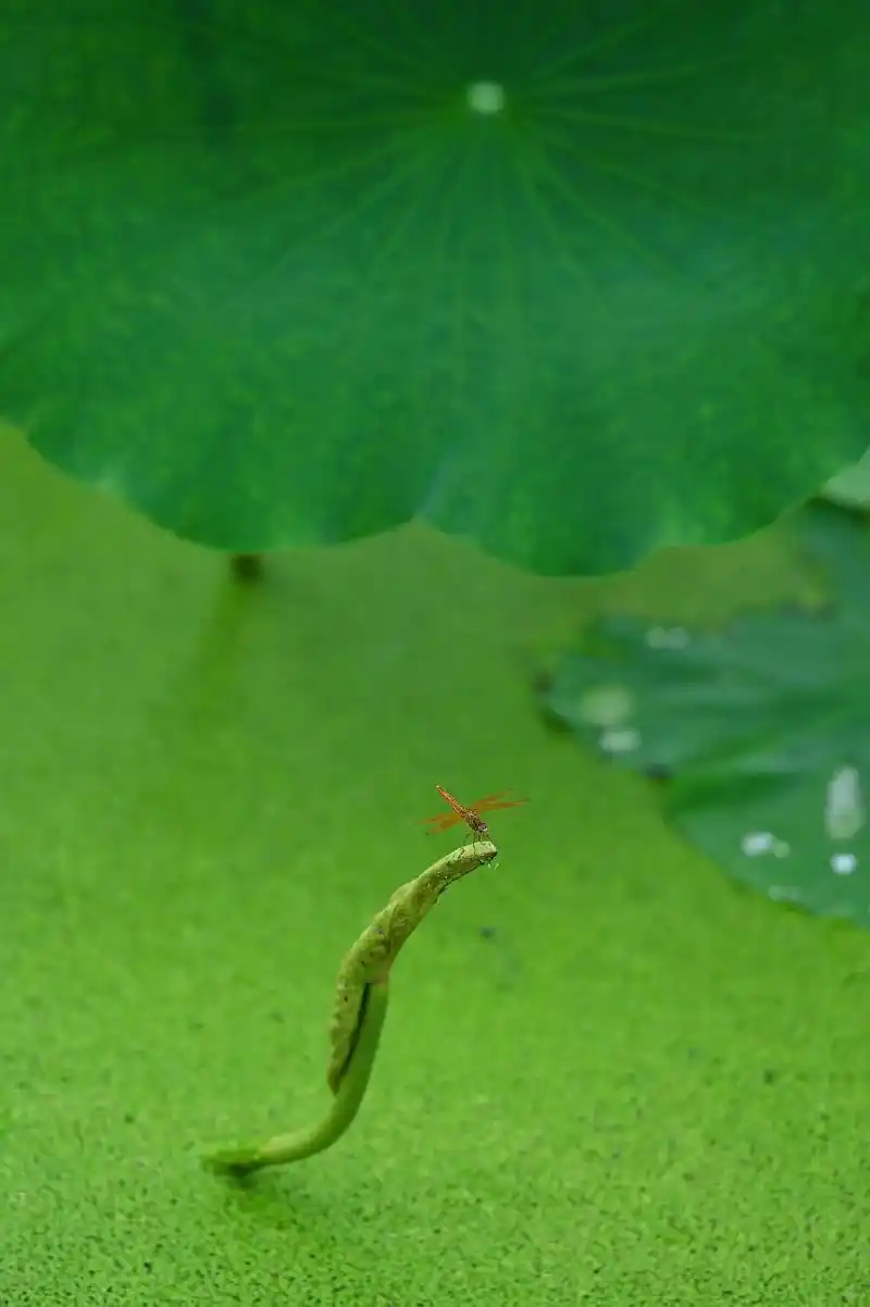 蜻蜓轻吻过水面,唤起风的长短句