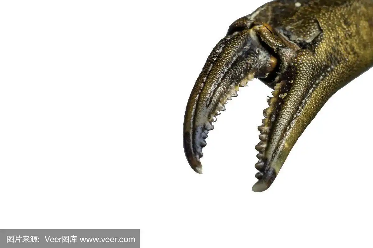 一只大螃蟹的爪子,彩色图像,孤立在白色上