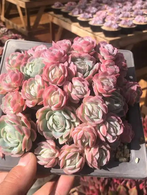 遮阳网下的美冰梅