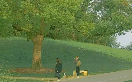 森系唯美治愈系自然风光