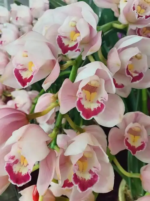 粉色的大花蕙兰