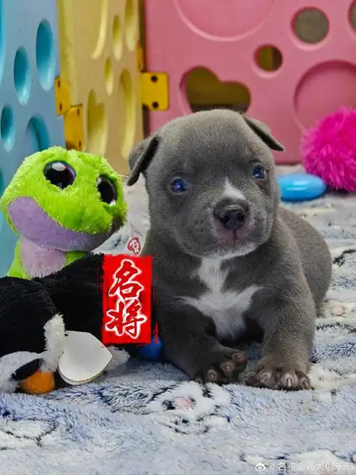 恶霸犬##美国恶霸犬##狗狗##我家宠物好可爱##萌宠##宠物##宠物卖萌