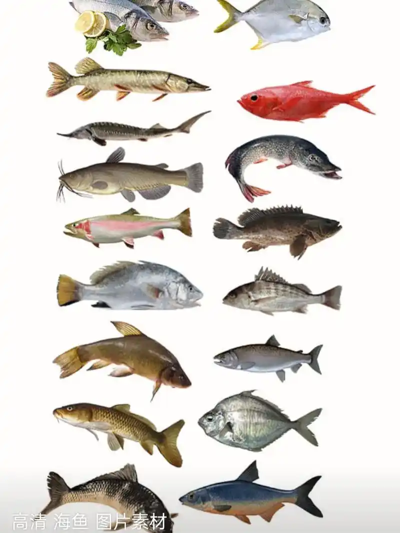 海洋生物 #海鲜美食 #大海的馈赠  抓紧时间吃吧!以后不 - 抖音