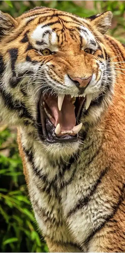 万兽之王,老虎高清壁纸,压迫感十足.#老虎 #动物 #猛兽  - 抖音