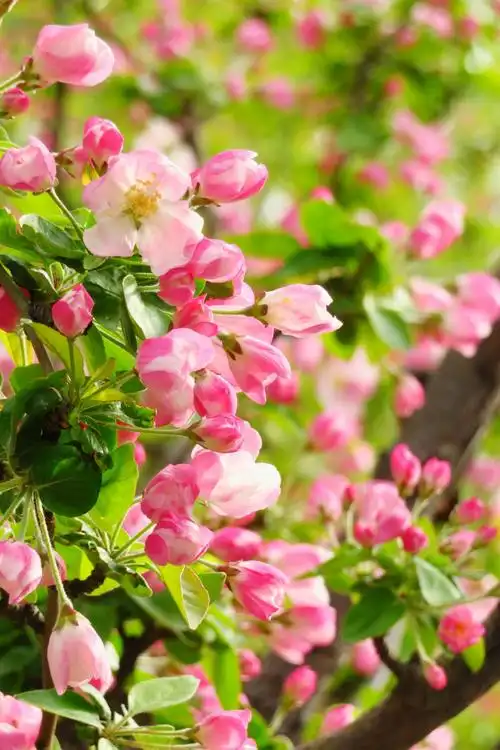 海棠花绚丽绽放 20180405王克勤摄于北京元大都城垣遗址公园