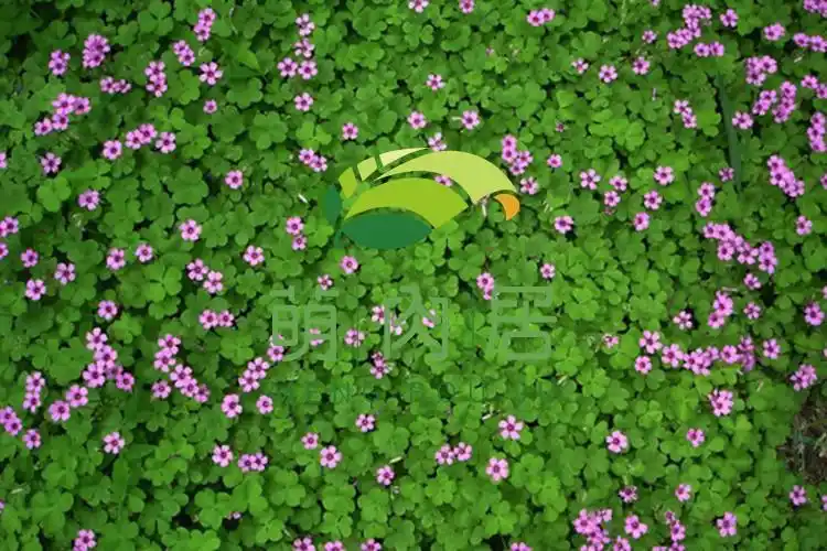 (正常发货)滨淇 白三叶草种子红三叶草种子进口草籽四